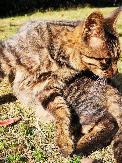 狸花猫，小区里流浪猫中的颜值担当