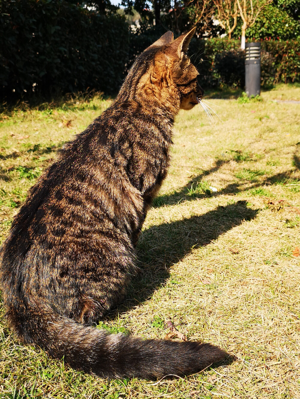 狸花猫，小区里流浪猫中的颜值担当