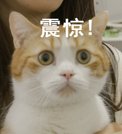 花花与三猫家的猪皮
猪皮的表情包