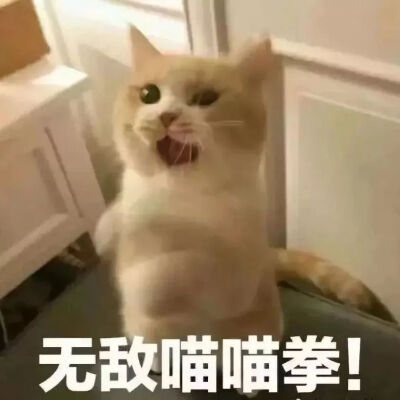 可爱小猫咪表情包