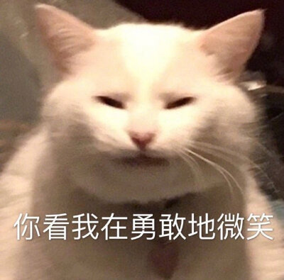 可爱小猫咪表情包