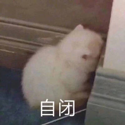 可爱小猫咪表情包