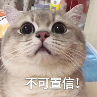 可爱小猫咪表情包