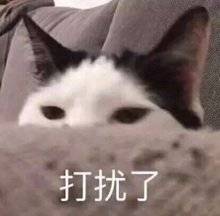 可爱小猫咪表情包