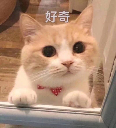 可爱小猫咪表情包