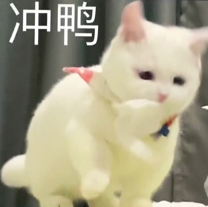 可爱的猫咪表情包