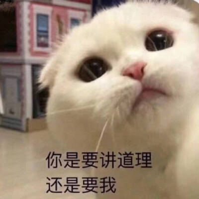 可爱的猫咪表情包