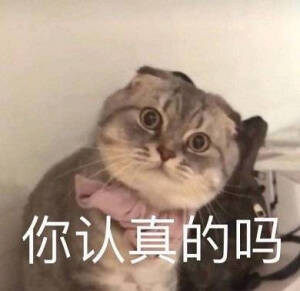 可爱的猫咪表情包