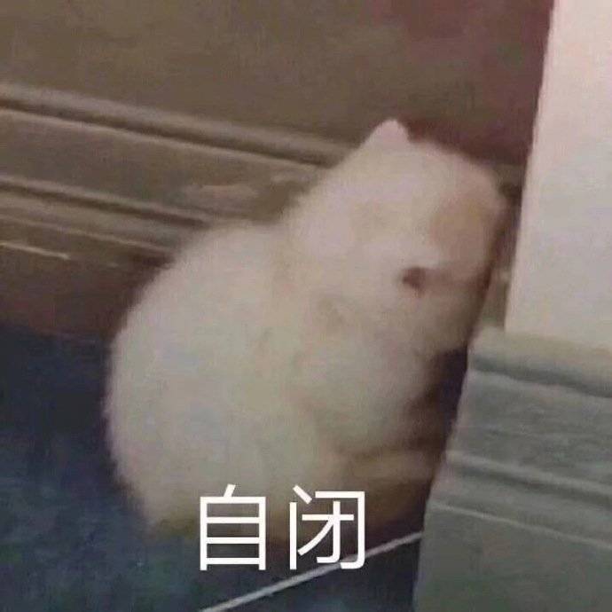 可爱的猫咪表情包