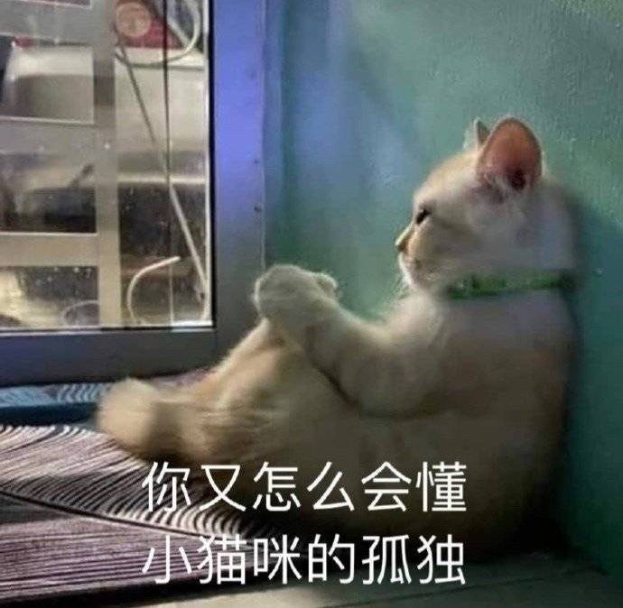 可爱的猫咪表情包