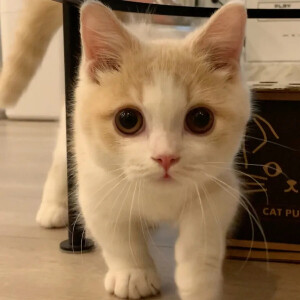 萌宠