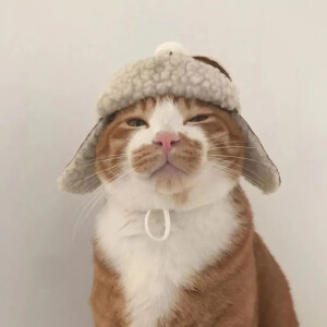 萌宠