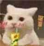 小小表情包 （之前存QQ上的）