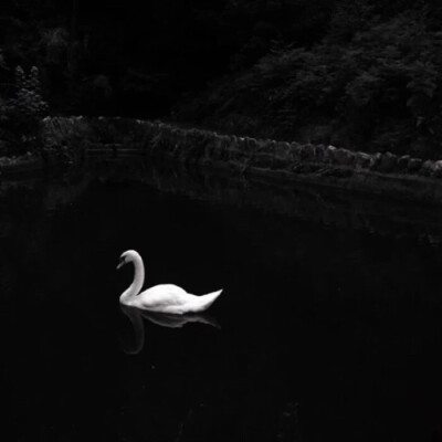 swan*black/黑白兩級.
—
原截允岐.