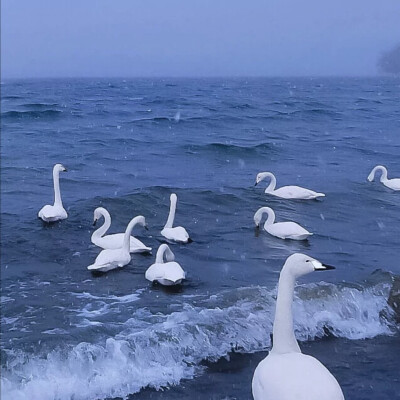 海水 海鸥 天鹅 壁纸