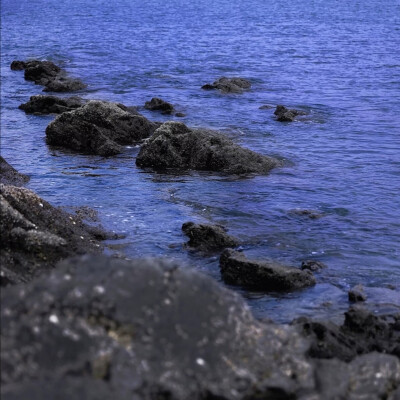 海水 海鸥 天鹅 壁纸