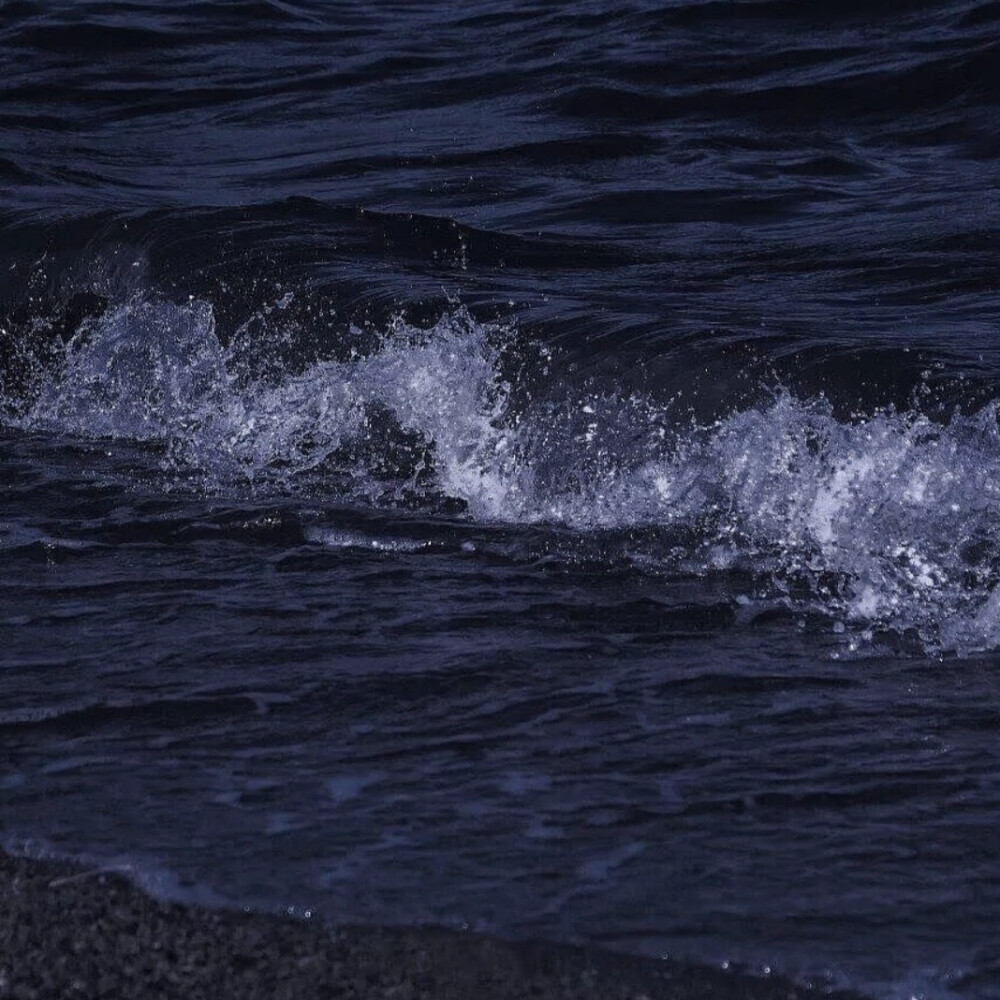 海水 海鸥 天鹅 壁纸