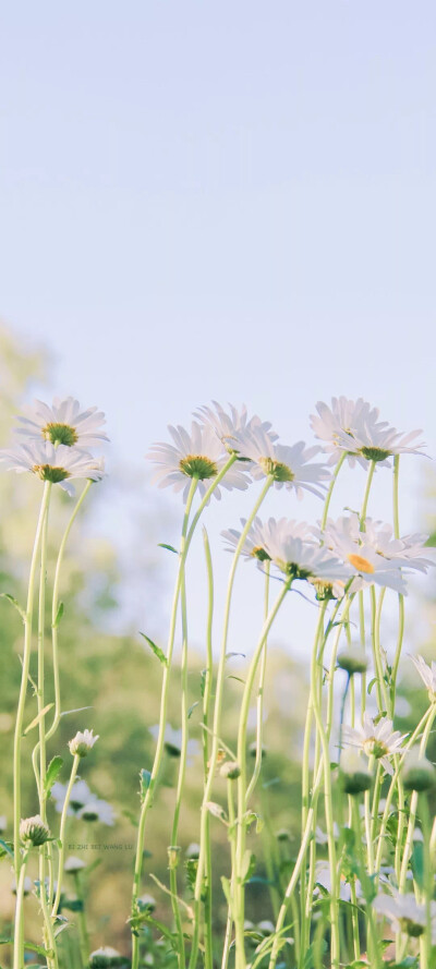 花儿