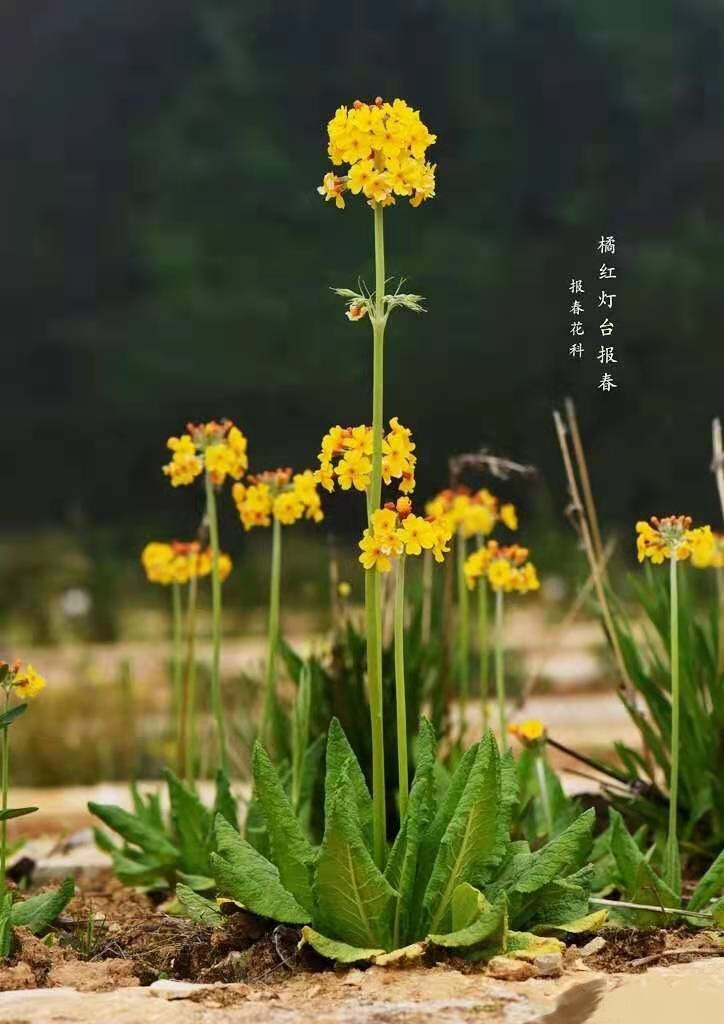 橘红灯台报春