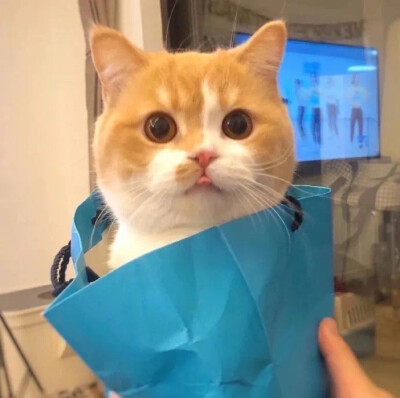 头像 猫猫