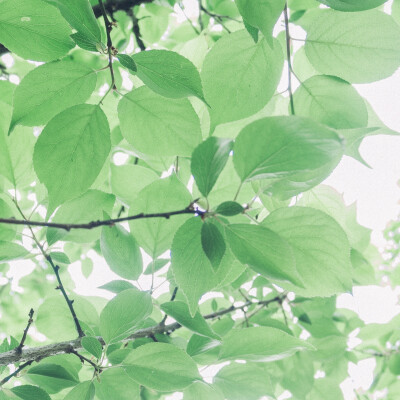 治愈系风景头像