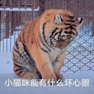 老虎表情包 小猫咪能有什么坏心眼