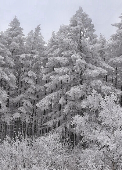 雪景