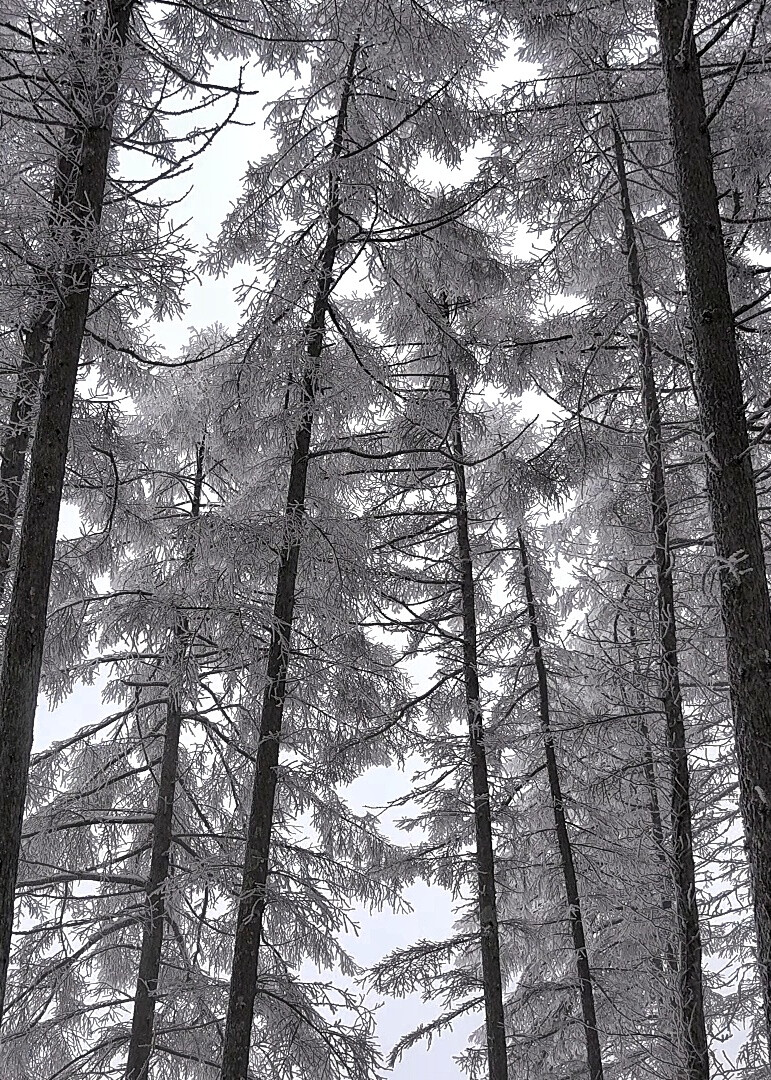 雪景