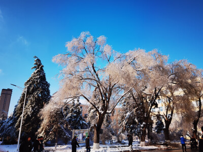 第一次来东北就经历了这么绝的景（长春室友说她的奶奶还是第一次见）！