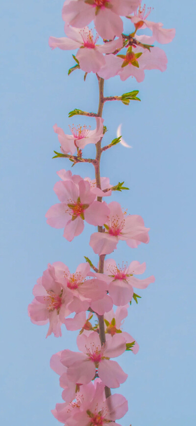 花花草草