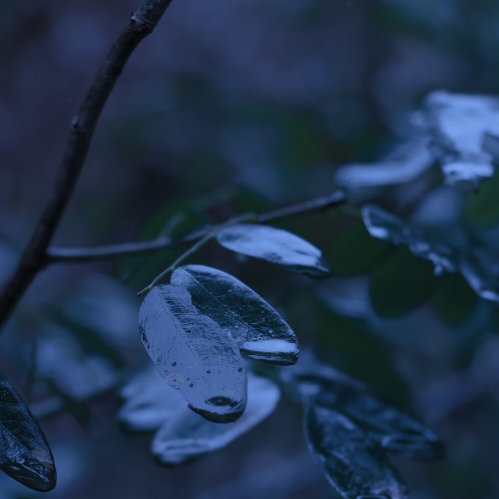 蓝调雨季心情头像