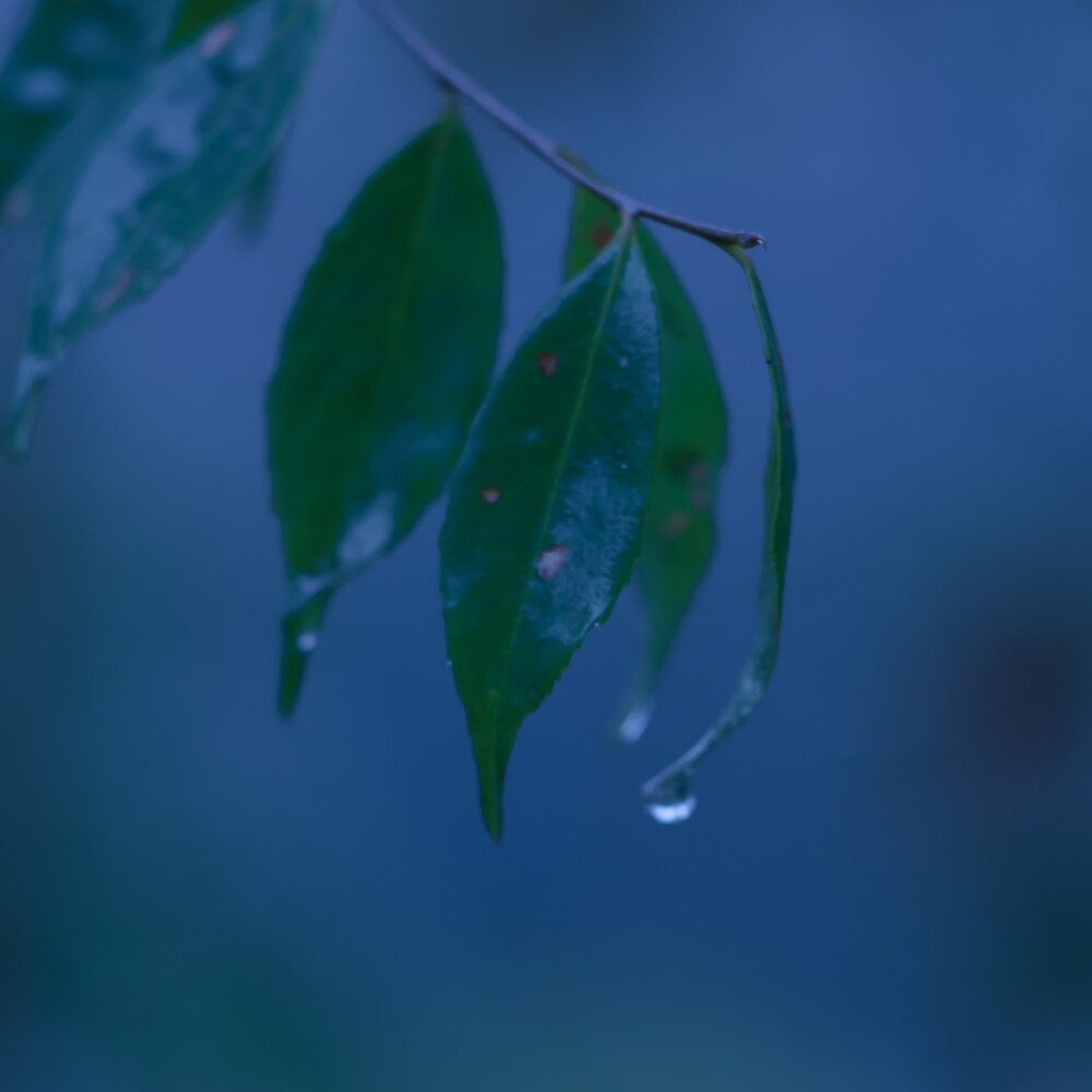 蓝调雨季心情头像