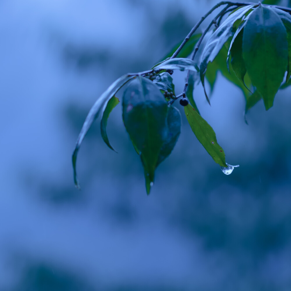 蓝调雨季心情头像