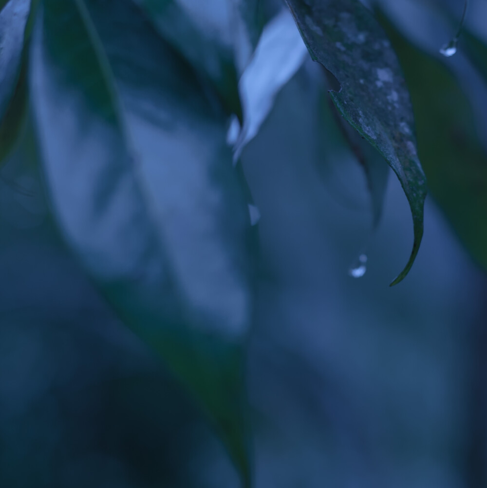 蓝调雨季心情头像