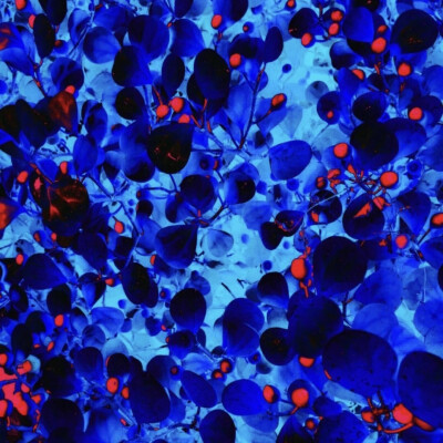 ʟsᴜɴɪᴄᴏʀɴ