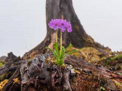 黛粉美花报春