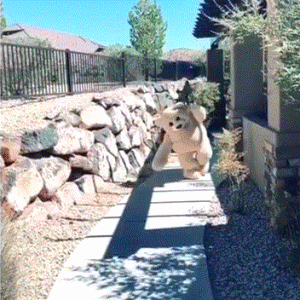 可爱表情包