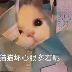 小猫咪能用什么坏心眼