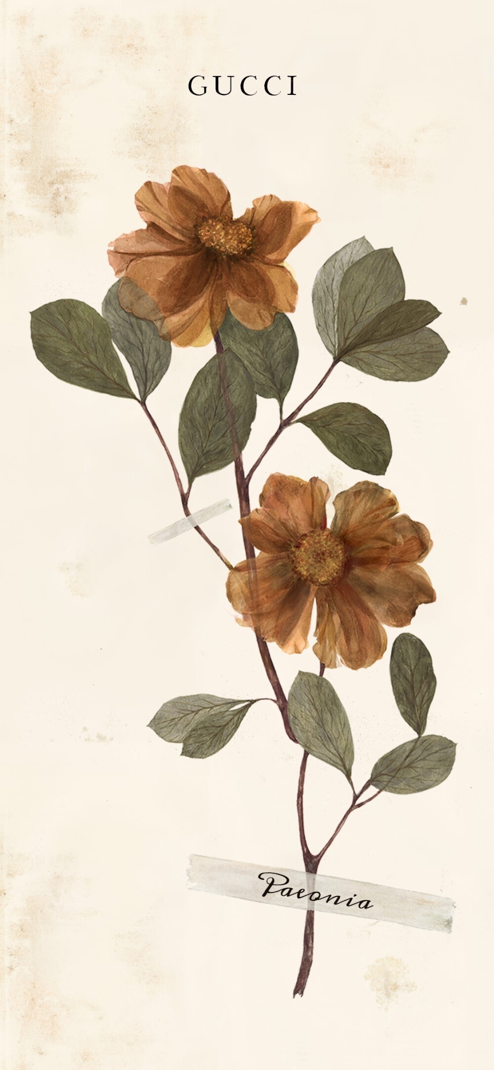 gucci夏日花语限定壁纸