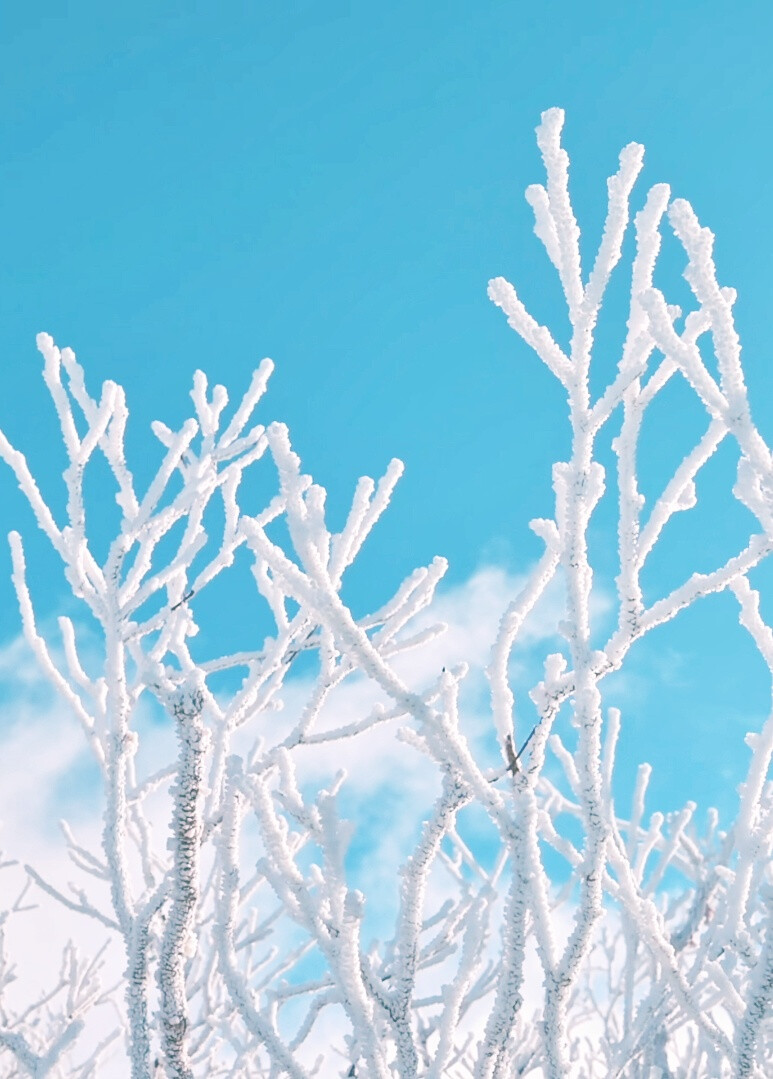 雪景