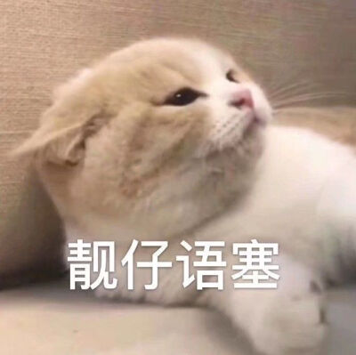 小猫咪表情包