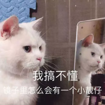 小猫咪表情包
图三为花花与三猫catlive家的杜甫