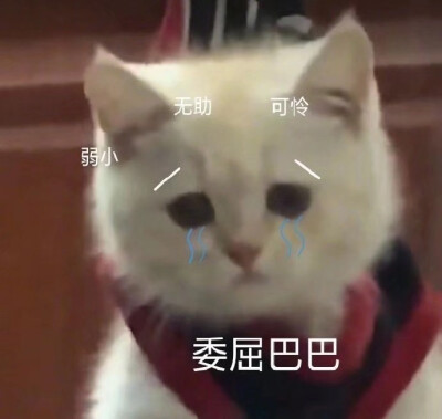 小猫咪表情包
图三为花花与三猫catlive家的杜甫