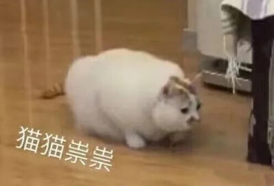 小猫咪表情包
图三为花花与三猫catlive家的杜甫