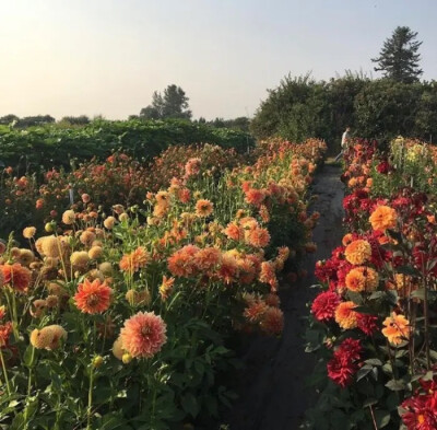  「花束壁纸」花送给你，祝你快乐。
