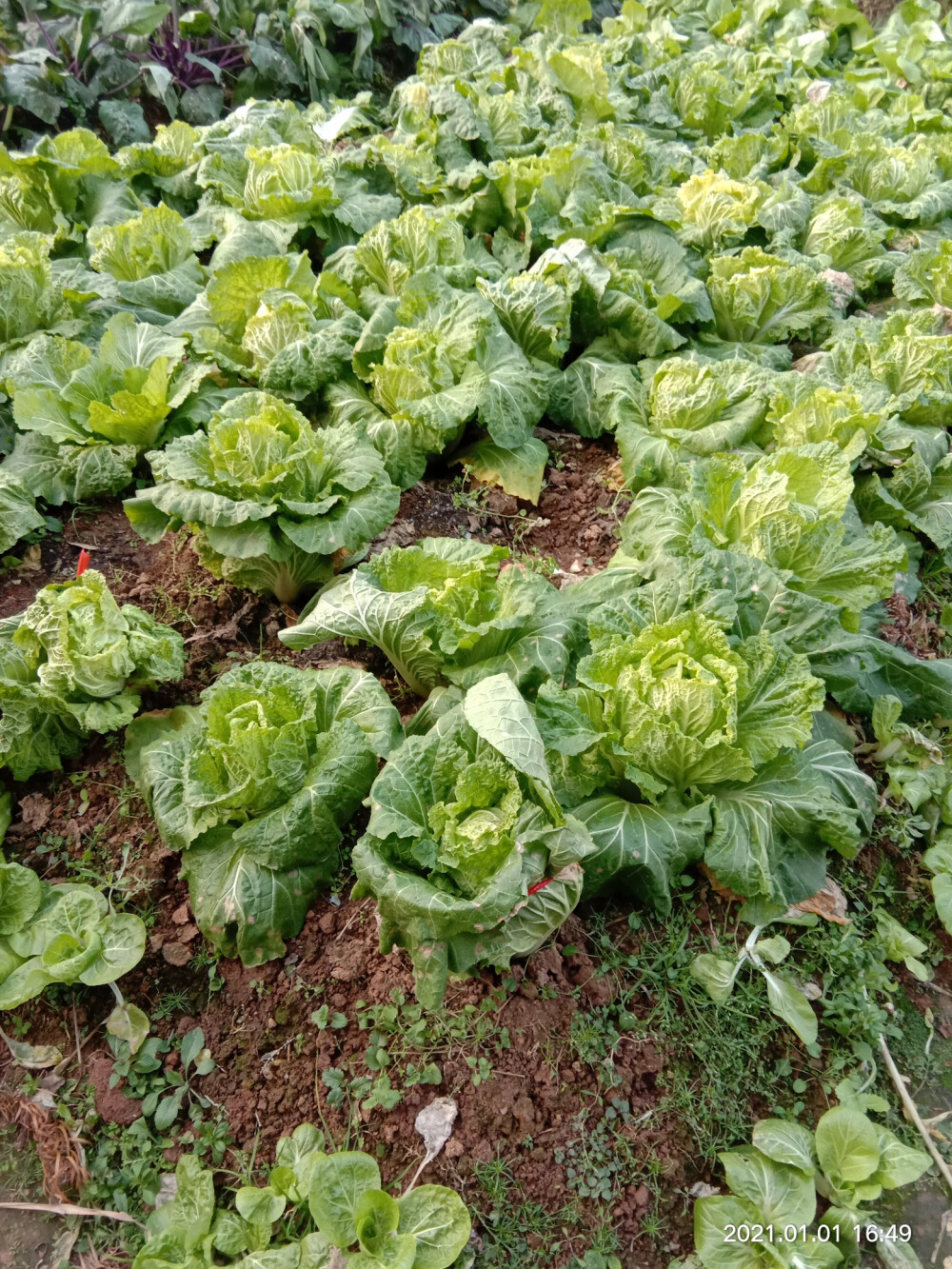 田野&菜园里的蔬菜长的很茂盛