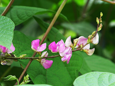 扁豆花