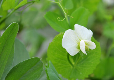 豌豆花