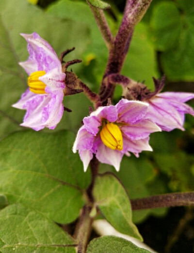 茄子花