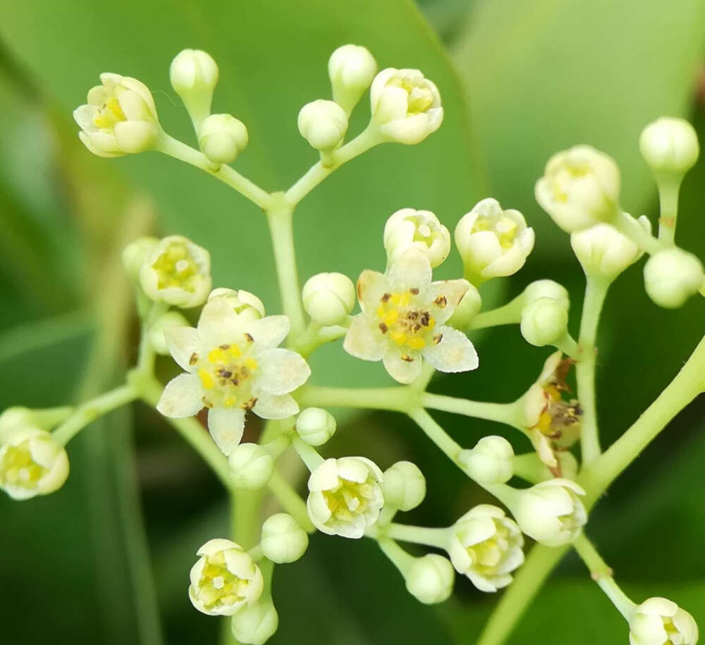 香樟花